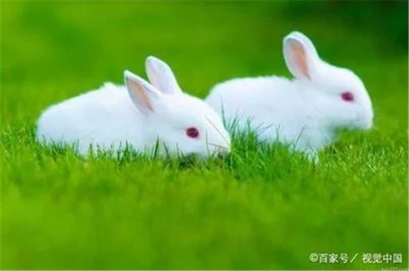 夏季养兔巧喂菜讲究方法保平安